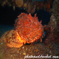 Scorpionfish